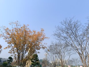 秋日公园树木景致