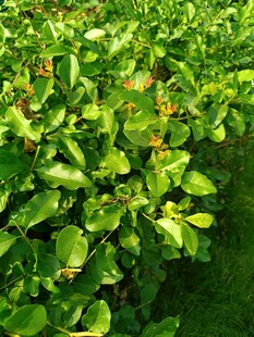 翠绿繁茂的植物叶片