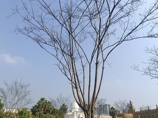 冬日光秃树木与远处建筑