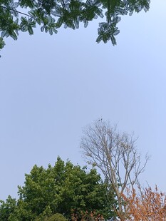 树梢上的天空与多彩树木