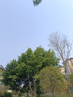 户外绿树蓝天景致