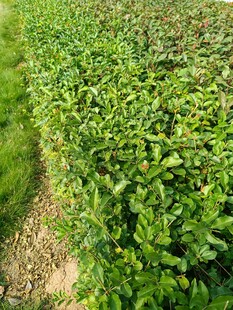 整齐的绿色植物田