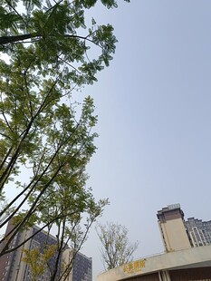 城市中树木与建筑景观