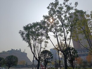 城市中挺拔的树木景观