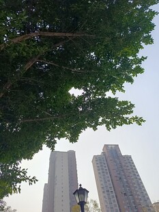 绿树掩映下的城市高楼