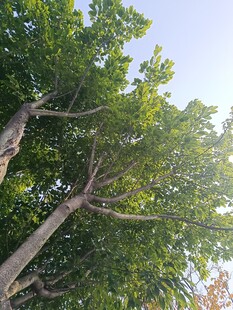 仰视葱郁大树枝叶繁茂