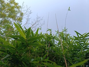 翠绿竹林间的自然景致