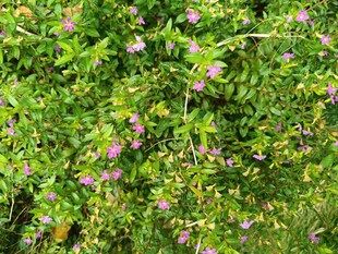 繁茂绿植与粉色小花景观