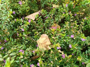 草丛中的木质小物件