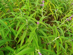 翠绿植物丛中的紫色小花