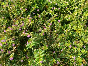 繁茂绿植中的紫色小花