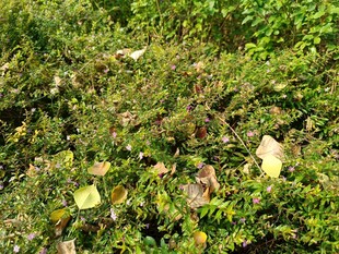 繁茂绿植中的多彩景象