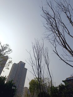 冬日枯树旁的高楼景象