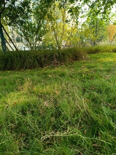 阳光照耀下的翠绿草地