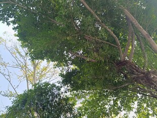 仰视繁茂绿树景观