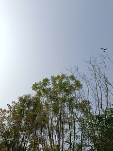 阳光下的树木景观