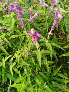 紫色野花绽放于绿叶间