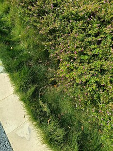 路边繁茂绿植景观