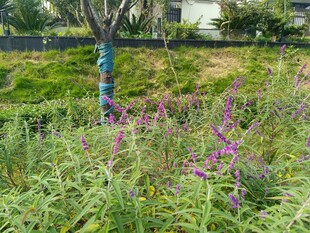 草丛中的紫色花卉景观