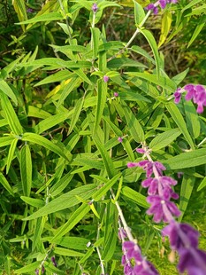 绿叶丛中的紫色花卉