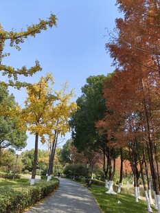 秋日林荫道美景