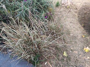 路边枯黄杂草景象