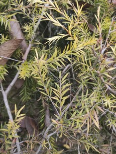 翠绿枝叶的植物特写