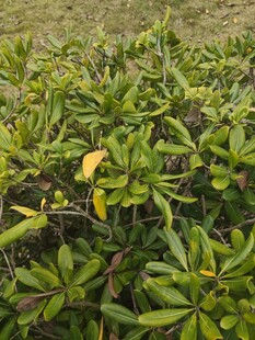 绿叶丛中的一抹黄