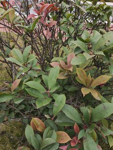 多彩叶片的绿植景观