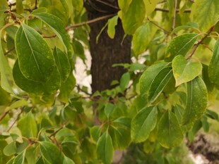 翠绿叶片生机盎然