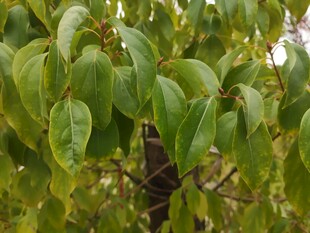 翠绿繁茂的树叶特写