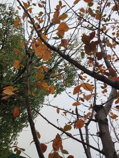 秋日枝头斑斓树叶