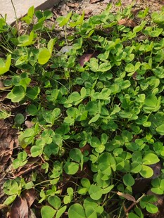 翠绿繁茂的地面绿植