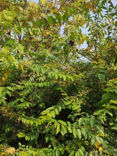 繁茂绿植展现自然生机