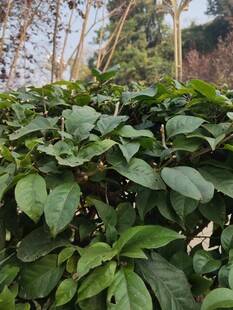 翠绿繁茂的植物叶片