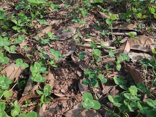 地面上的绿色植物与枯叶