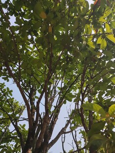 仰视繁茂绿树树冠