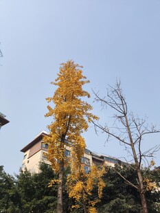 金黄银杏树立于屋旁