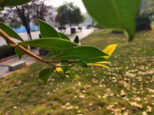 绿叶黄花映衬下的户外景致