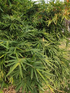 翠绿繁茂的掌状叶片植物