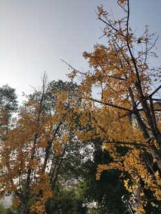 秋日金黄树叶的树木景观