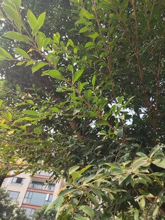 绿叶掩映下的建筑物