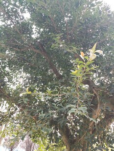 茂盛大树展现勃勃生机