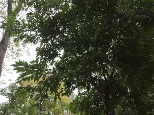 茂密绿树展现夏日生机