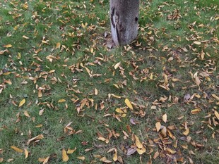 树下落叶铺就秋日景致