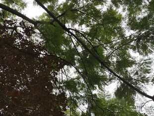 仰视茂密枝叶