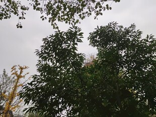 仰视茂密绿树与天空