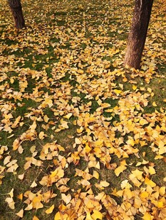 秋日落叶铺满地的美景