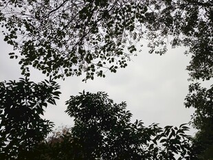 仰视树冠下的天空