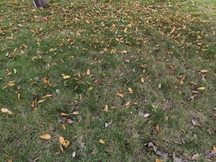 草地散落的多彩落叶